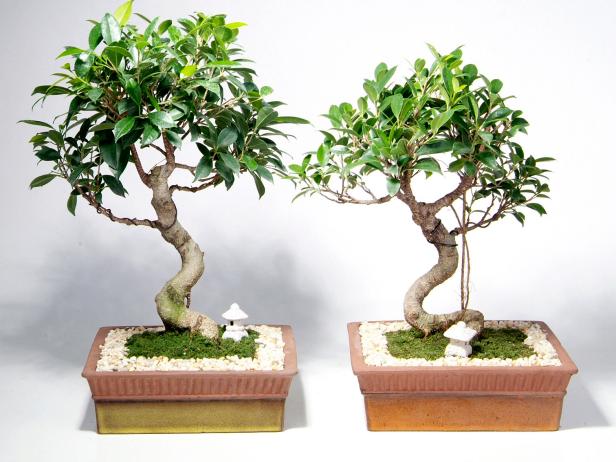 Detail Jenis Ficus Untuk Bonsai Nomer 25