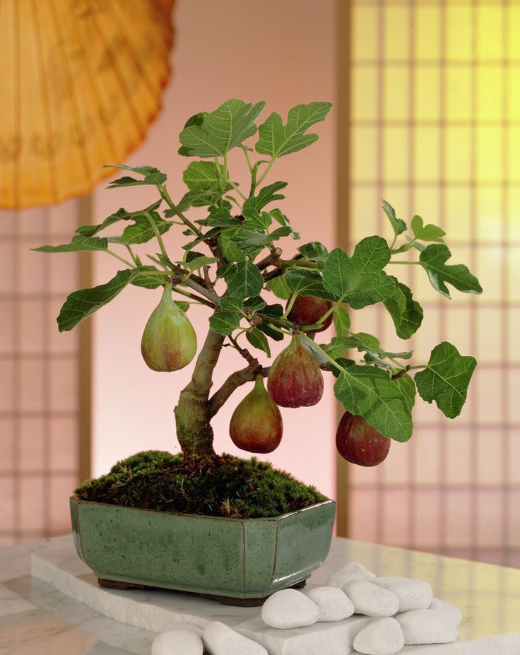 Detail Jenis Ficus Untuk Bonsai Nomer 28