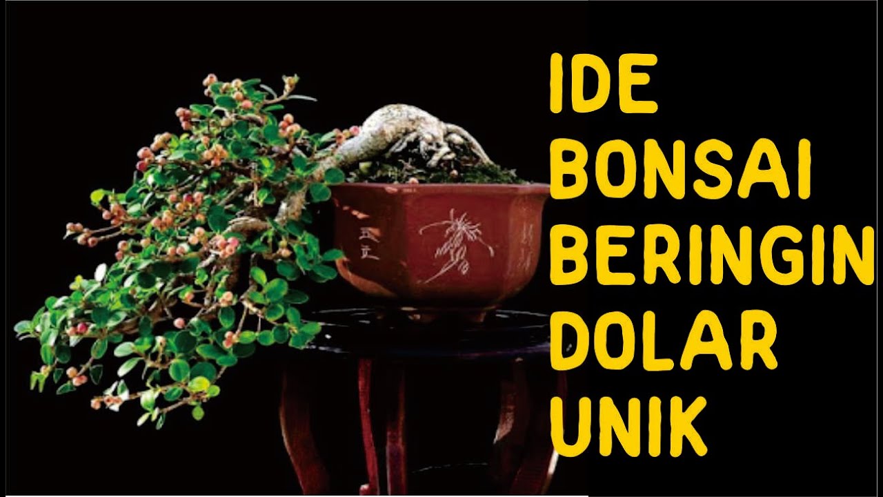 Detail Jenis Ficus Untuk Bonsai Nomer 29