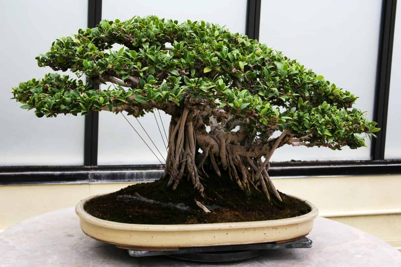 Detail Jenis Ficus Untuk Bonsai Nomer 36