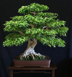 Detail Jenis Ficus Untuk Bonsai Nomer 42