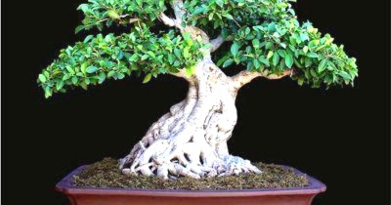 Detail Jenis Ficus Untuk Bonsai Nomer 46