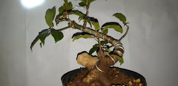 Detail Jenis Ficus Untuk Bonsai Nomer 48