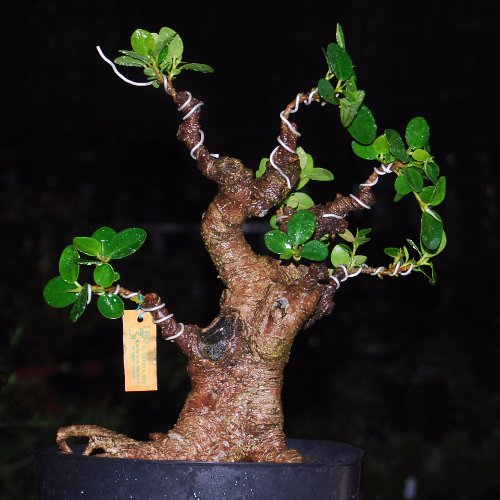 Detail Jenis Ficus Untuk Bonsai Nomer 7