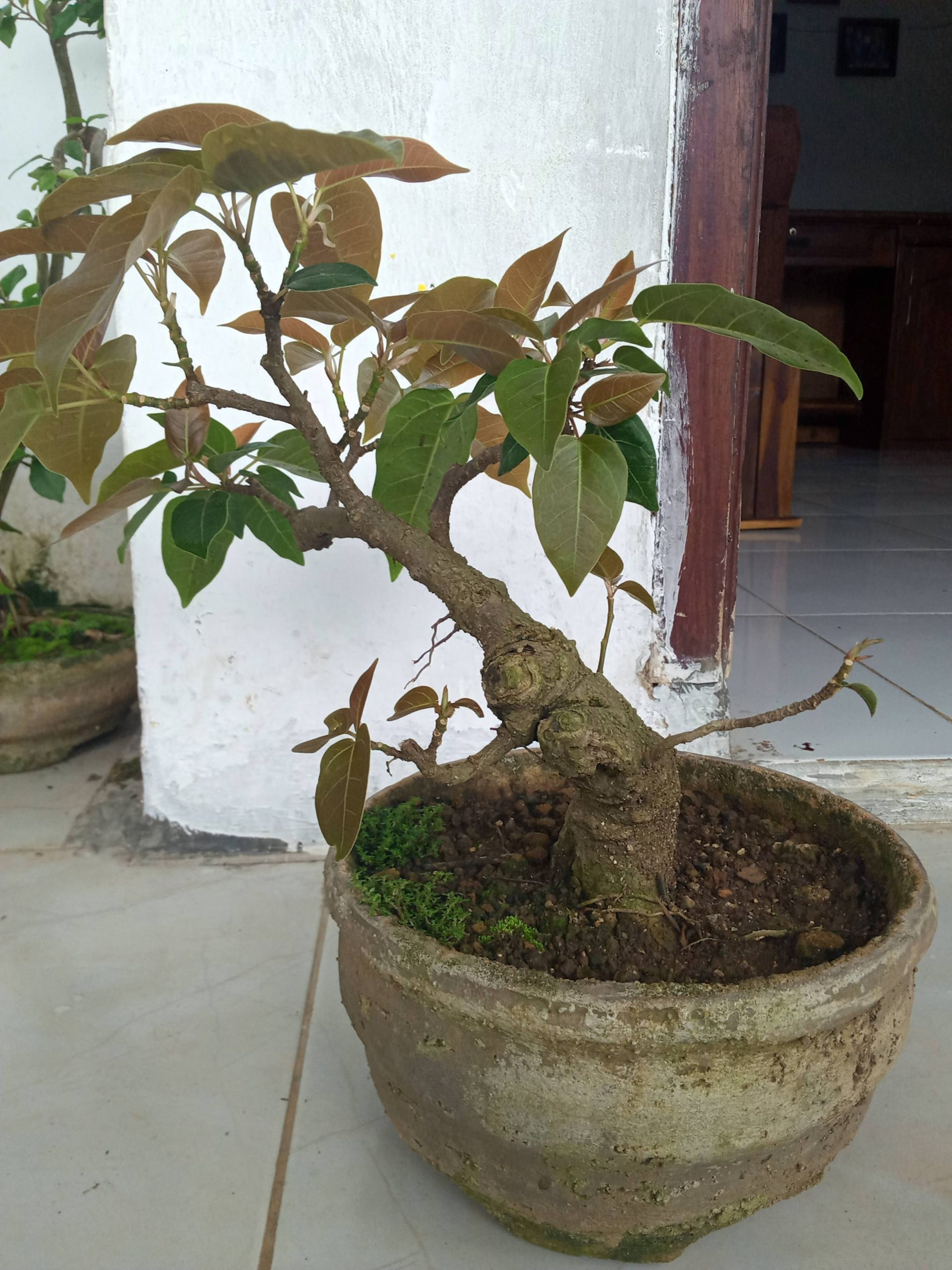 Detail Jenis Ficus Untuk Bonsai Nomer 10