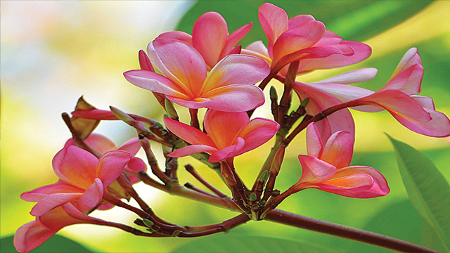 Detail Jenis Jenis Bunga Kamboja Beserta Gambarnya Nomer 16
