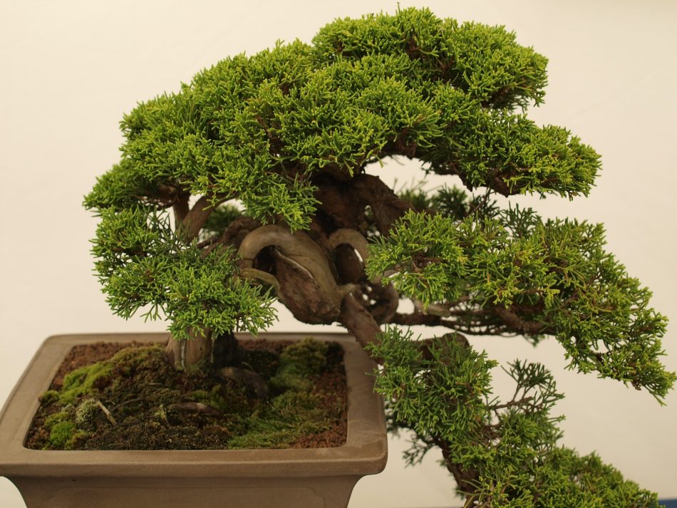 Detail Jenis Jenis Gaya Bonsai Nomer 2