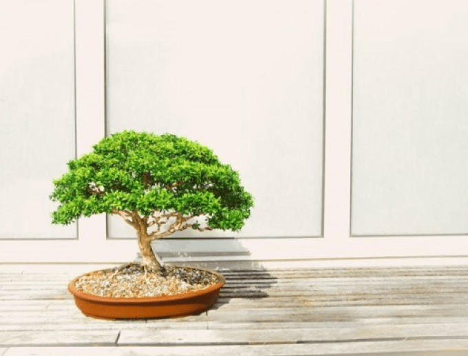 Detail Jenis Jenis Gaya Bonsai Nomer 11