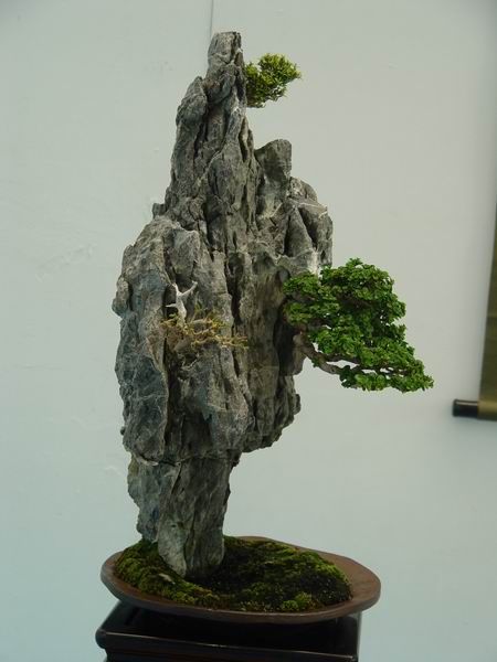 Detail Jenis Jenis Gaya Bonsai Nomer 12