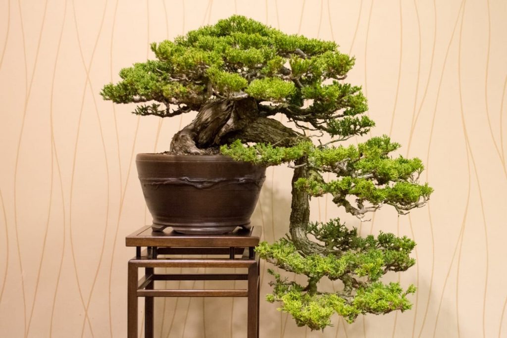 Detail Jenis Jenis Gaya Bonsai Nomer 20