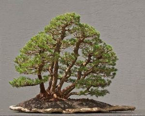 Detail Jenis Jenis Gaya Bonsai Nomer 24