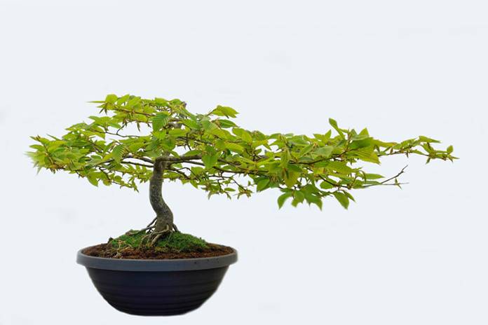 Detail Jenis Jenis Gaya Bonsai Nomer 31