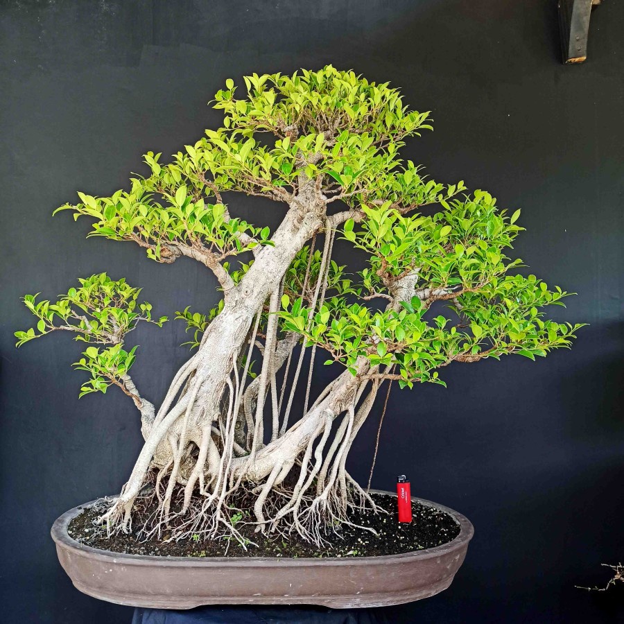 Detail Jenis Jenis Gaya Bonsai Nomer 32