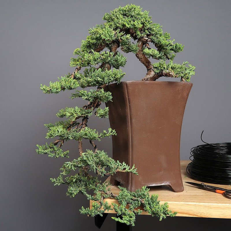 Detail Jenis Jenis Gaya Bonsai Nomer 33