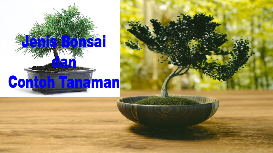 Detail Jenis Jenis Gaya Bonsai Nomer 35