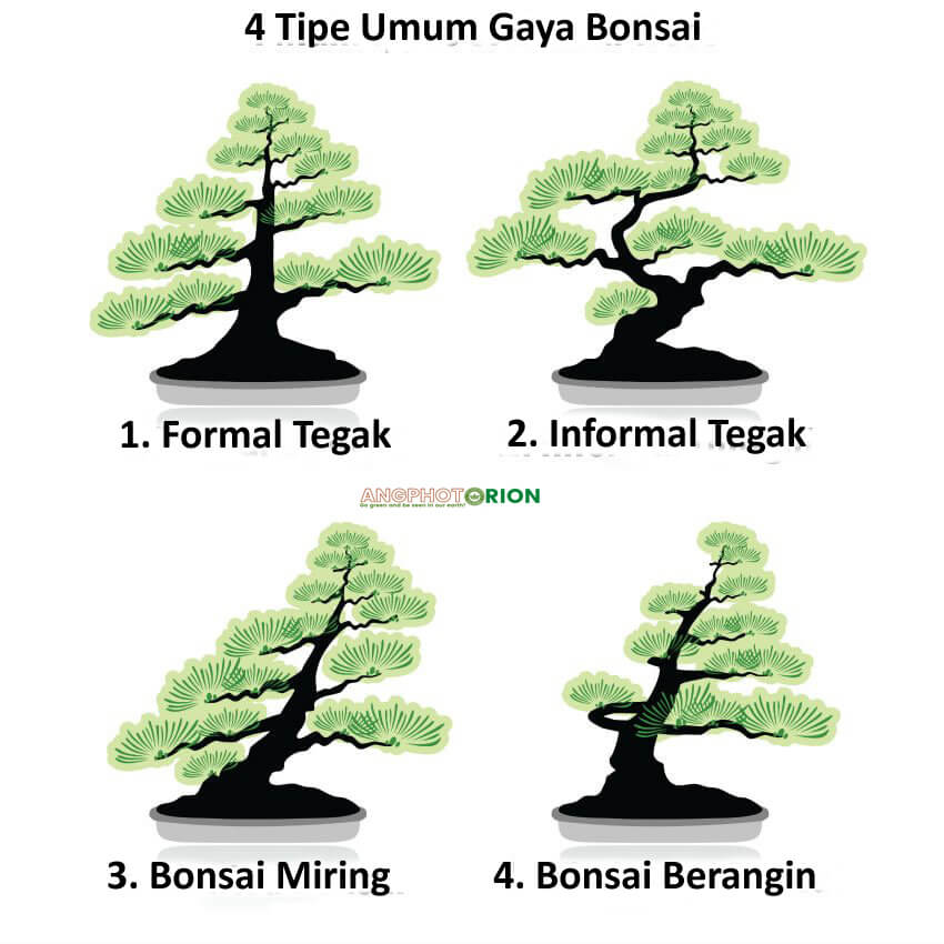 Detail Jenis Jenis Gaya Bonsai Nomer 5