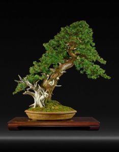 Detail Jenis Jenis Gaya Bonsai Nomer 37