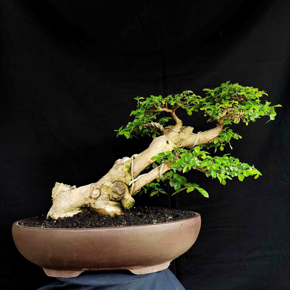 Detail Jenis Jenis Gaya Bonsai Nomer 40