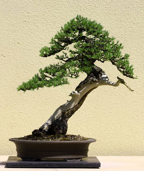 Detail Jenis Jenis Gaya Bonsai Nomer 43