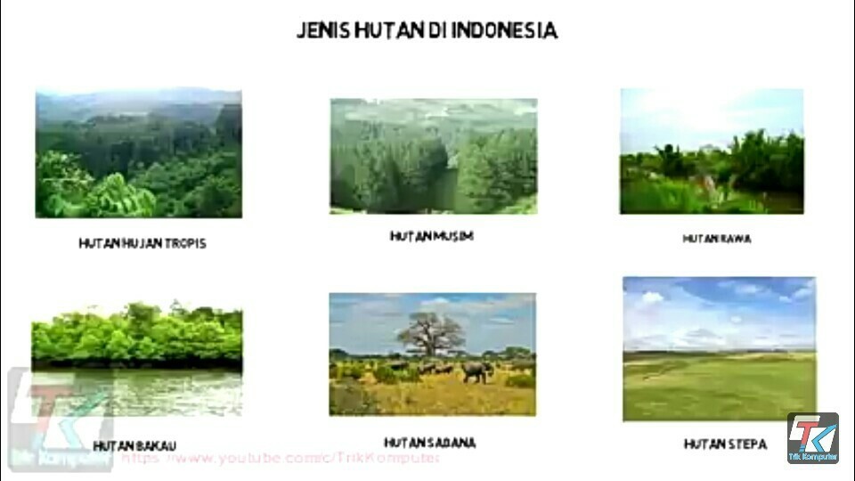 Detail Jenis Jenis Hutan Hujan Tropis Beserta Gambar Nomer 8