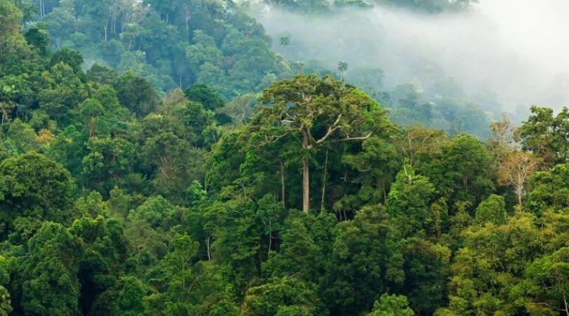 Detail Jenis Jenis Hutan Hujan Tropis Beserta Gambar Nomer 13