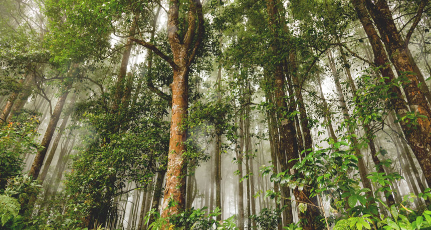 Detail Jenis Jenis Hutan Hujan Tropis Beserta Gambar Nomer 21