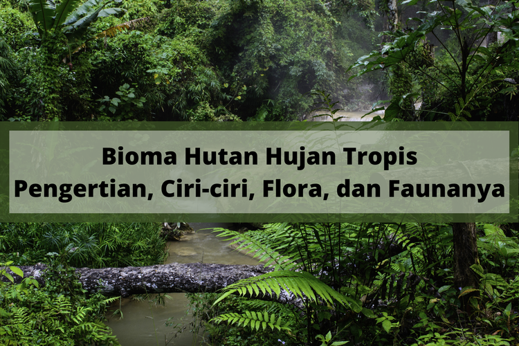 Detail Jenis Jenis Hutan Hujan Tropis Beserta Gambar Nomer 32