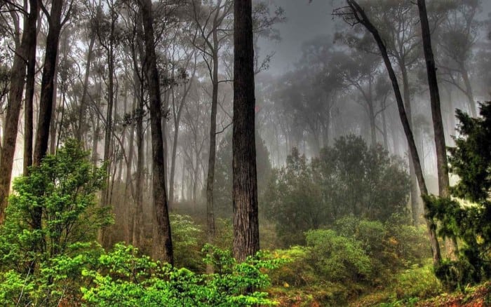 Detail Jenis Jenis Hutan Hujan Tropis Beserta Gambar Nomer 40