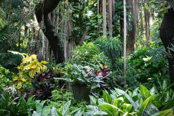 Detail Jenis Jenis Hutan Hujan Tropis Beserta Gambar Nomer 43