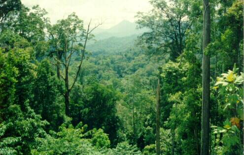 Detail Jenis Jenis Hutan Hujan Tropis Beserta Gambar Nomer 7