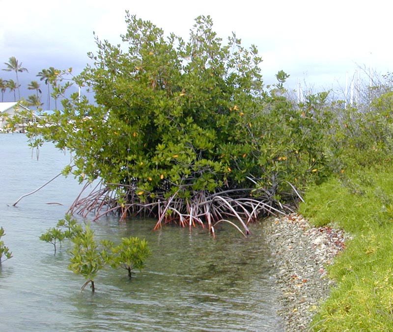 Detail Jenis Jenis Mangrove Beserta Gambarnya Nomer 13