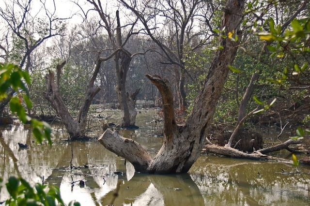 Detail Jenis Jenis Mangrove Beserta Gambarnya Nomer 20