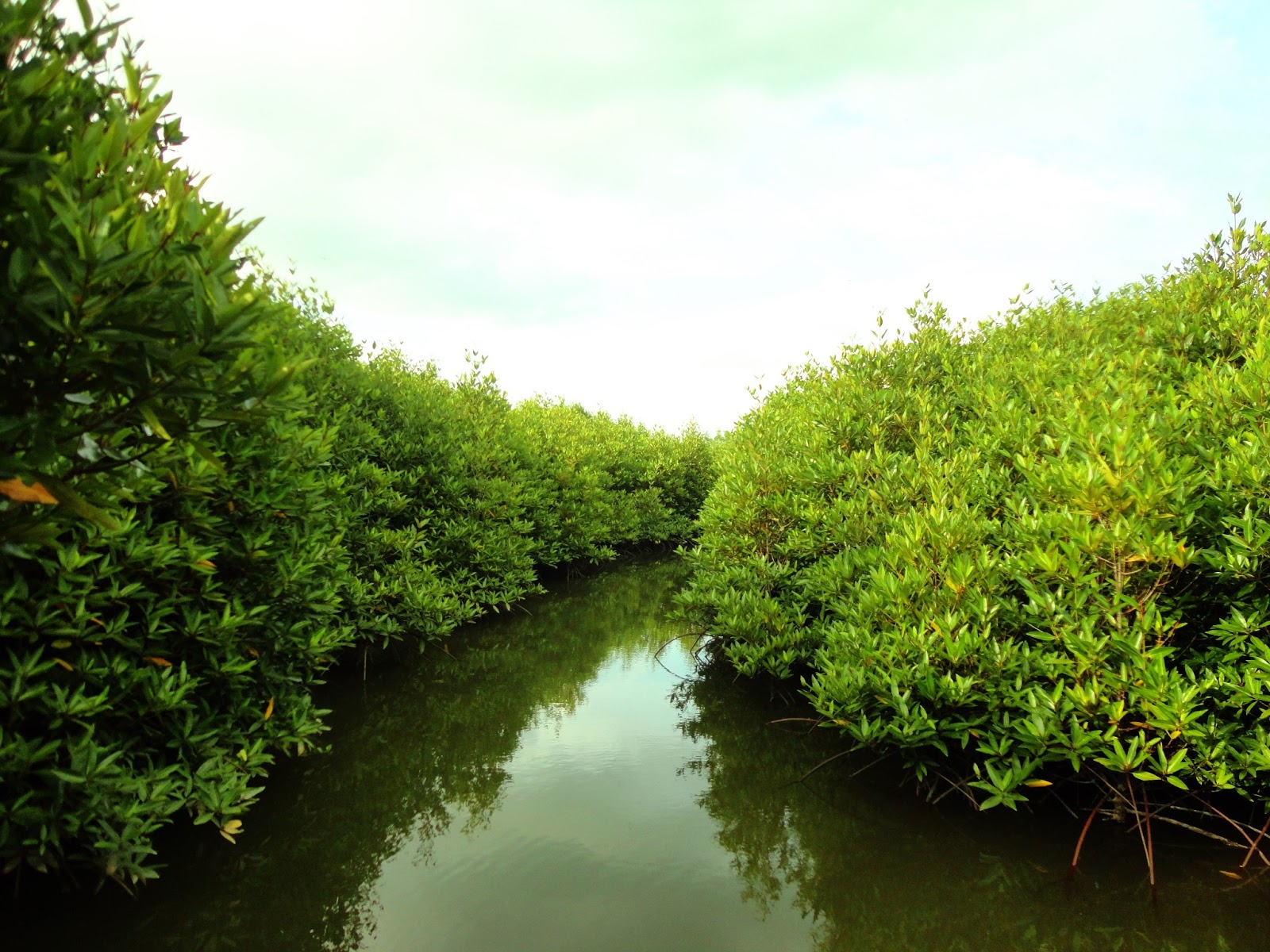 Detail Jenis Jenis Mangrove Beserta Gambarnya Nomer 33