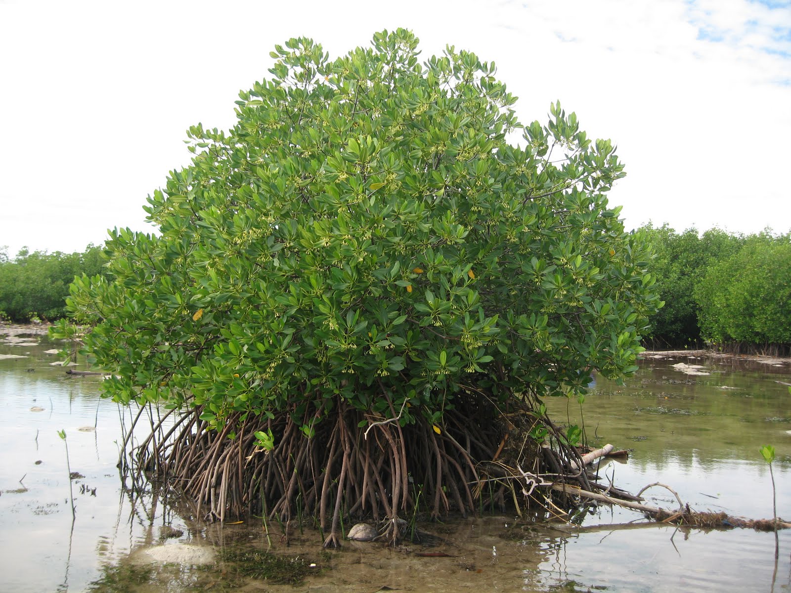 Detail Jenis Jenis Mangrove Beserta Gambarnya Nomer 35