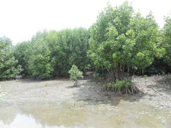 Detail Jenis Jenis Mangrove Beserta Gambarnya Nomer 37