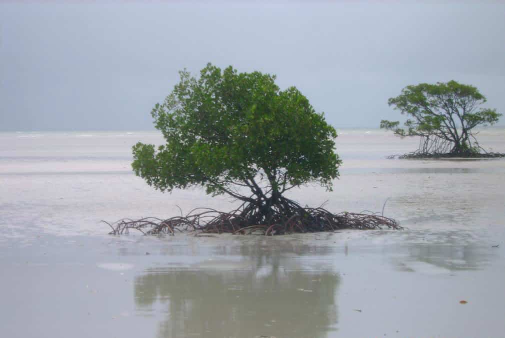 Detail Jenis Jenis Mangrove Beserta Gambarnya Nomer 38