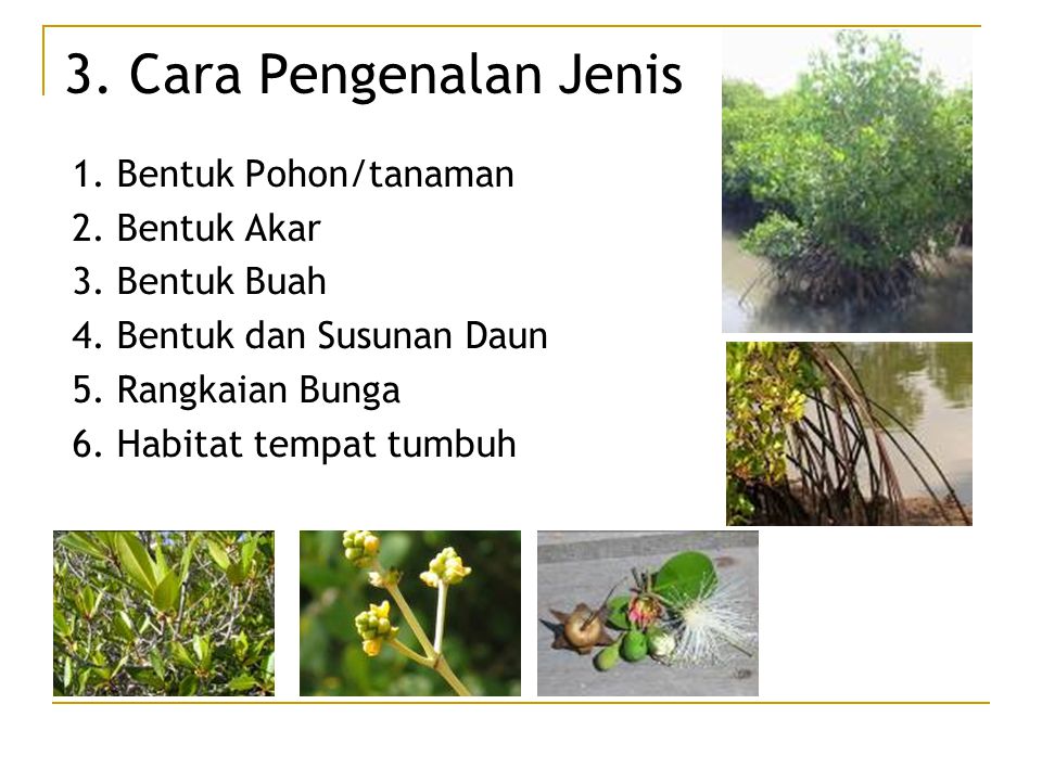 Detail Jenis Jenis Mangrove Beserta Gambarnya Nomer 6