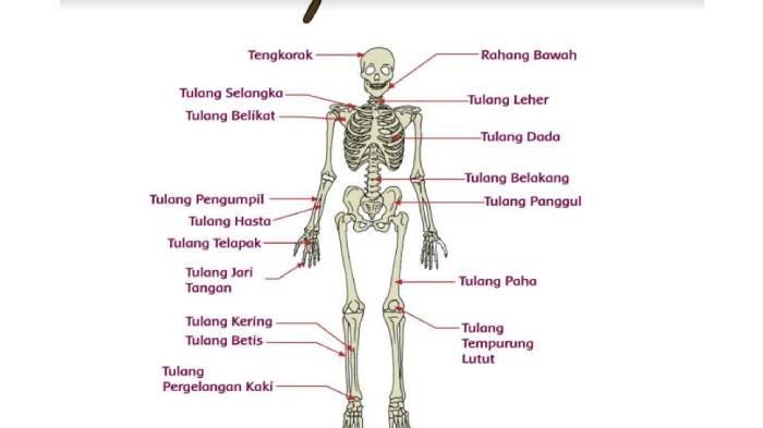 Detail Jenis Jenis Tulang Pada Manusia Dan Gambar Nya Nomer 2