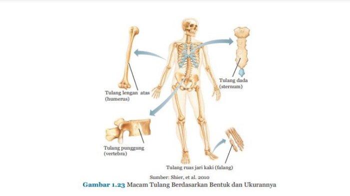 Download Jenis Jenis Tulang Pada Manusia Dan Gambar Nya Nomer 10