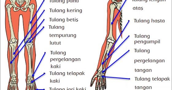 Detail Jenis Jenis Tulang Pada Manusia Dan Gambar Nya Nomer 16