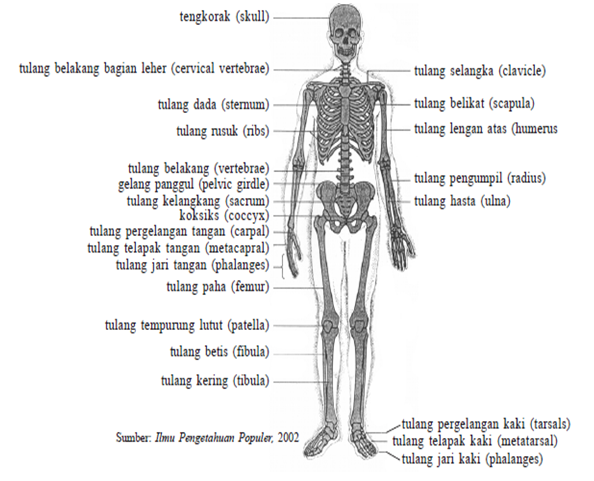 Detail Jenis Jenis Tulang Pada Manusia Dan Gambar Nya Nomer 34