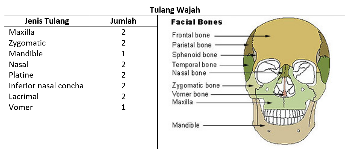 Detail Jenis Jenis Tulang Pada Manusia Dan Gambar Nya Nomer 50