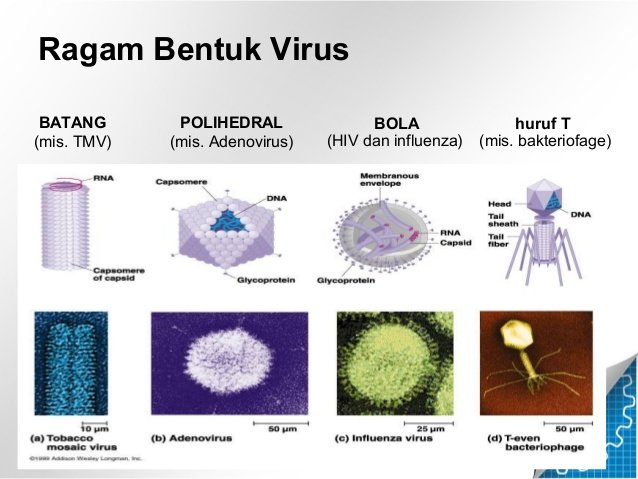 Jenis Jenis Virus Biologi Beserta Gambarnya - KibrisPDR