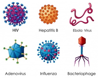 Detail Jenis Jenis Virus Biologi Beserta Gambarnya Nomer 2