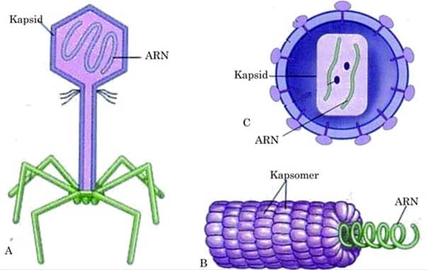 Detail Jenis Jenis Virus Biologi Beserta Gambarnya Nomer 11