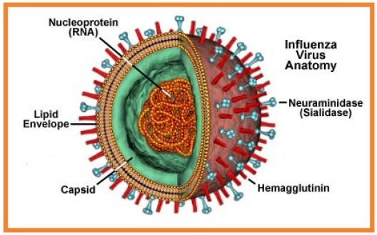 Detail Jenis Jenis Virus Biologi Beserta Gambarnya Nomer 12