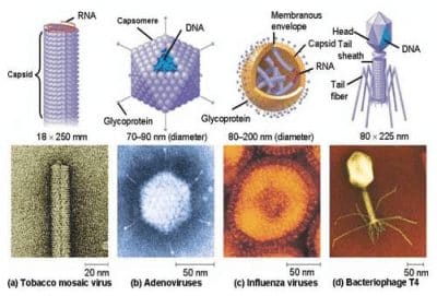 Detail Jenis Jenis Virus Biologi Beserta Gambarnya Nomer 3