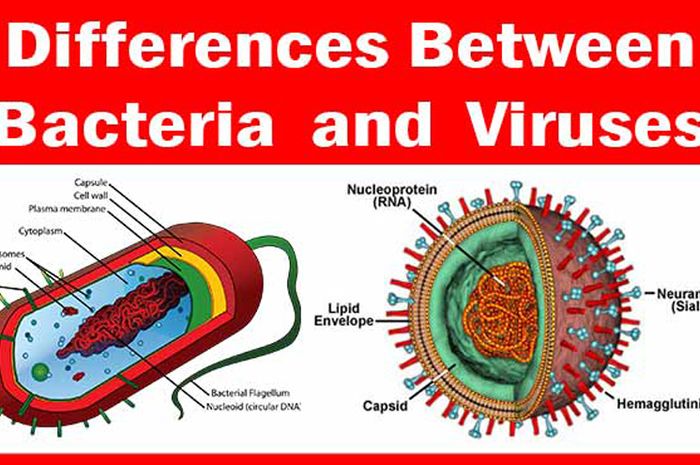 Detail Jenis Jenis Virus Biologi Beserta Gambarnya Nomer 31