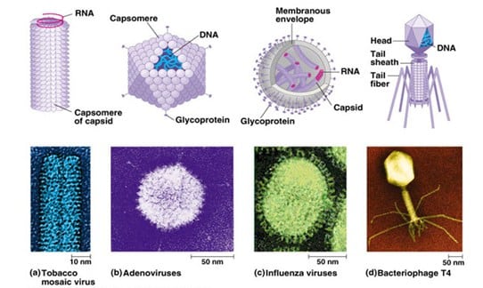 Detail Jenis Jenis Virus Biologi Beserta Gambarnya Nomer 39