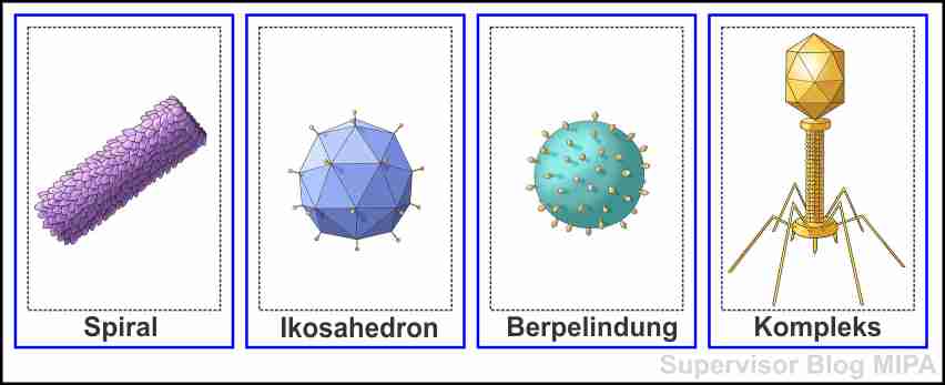 Detail Jenis Jenis Virus Biologi Beserta Gambarnya Nomer 8